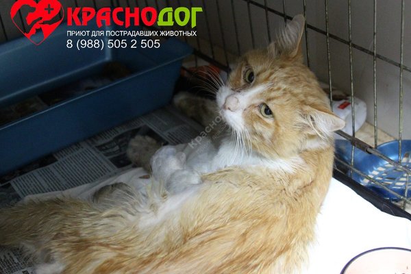 Как восстановить аккаунт в кракен