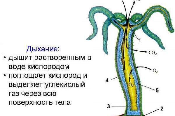 Кракен зеркало 2