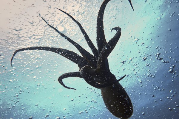 Kraken20at