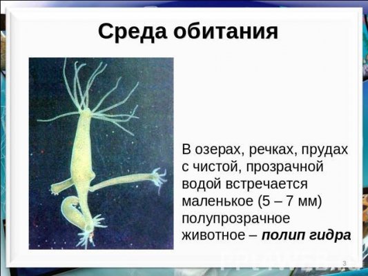 Клирнет ссылка на зеркало маркетплейс кракен