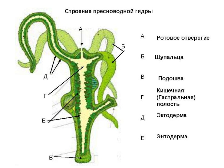 Кракен ссылка fo feng crmp ru